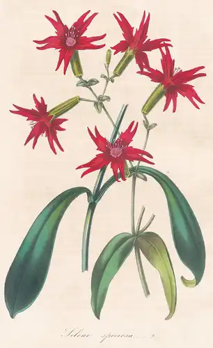 Silene Speciosa - Silene campion catchfly flower flowers Blume Blumen Botanik Botanical Botany