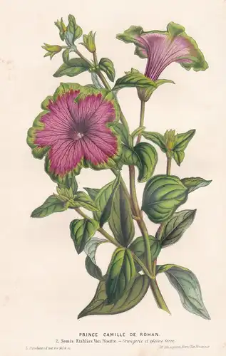 Petunia Prince Camille de Rohan - flowers Blumen Botanik Botanical Botany