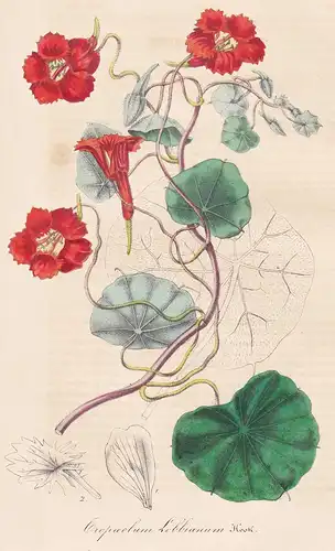 Tropaeolum Lobbianum - Peru Chile flower Blume botanical Botanik Botanical Botany