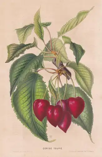 Cerise Toupie - Kirschen cherry cherries tree Botanik Botanical Botany