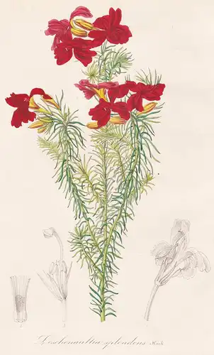 Leschenaultia Splendens - Australia Australien flower flowers Blume Blumen botanical Botanik Botanical Botany