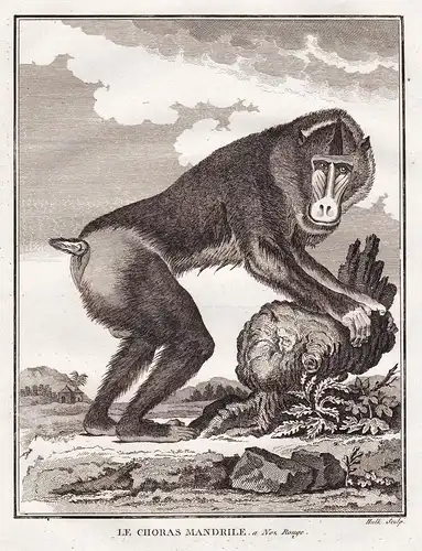 Le Choras Mandrile - Mandrill / Affe Affen monkey / Primaten primate / Tiere animals
