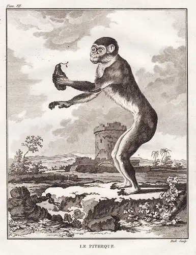 Le Pitheque - Affe Affen monkey Primaten primate / Tiere animals