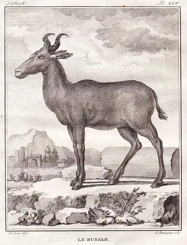Le Bubale - Kuhantilope Antilope antelope / Afrika Africa / Tiere animals