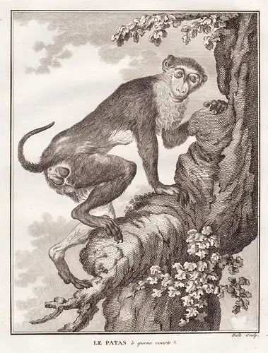 Le Patas - Husarenaffe patas monkey / Affe Affen monkey / Primaten primate / Tiere animals