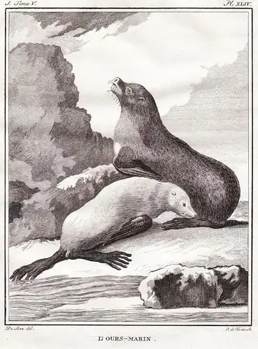 L' Ours-Marin - Pelzrobben Seebär Seehund seal Robbe Robben / Tiere animals