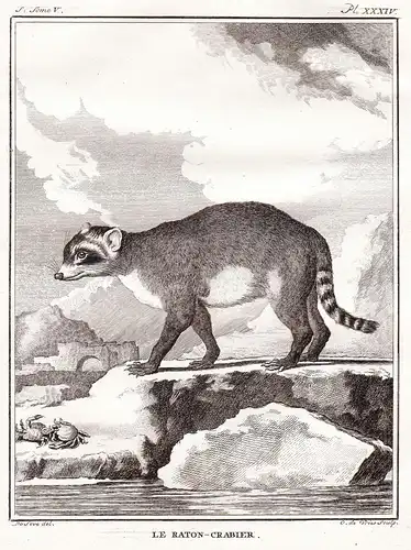 Le Raton-Crabier - Waschbär Raccoon raton / Nordamerika North America / Tiere animals