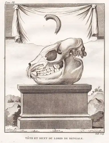 Tete et Dent du Loris de Bengale - Kopf Zahn Zahne Skelett head tooth teeth skeleton / Bengalischer Plumplori
