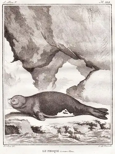 Le Phoque - Phoque Seehund seal Robbe Robben / Tiere animals
