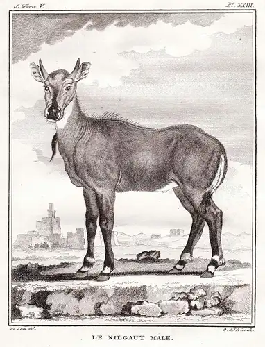 Le Nilgaut Male - Nilgauantilope Antilope antelope Nilgai / Afrika Africa / Tiere animals