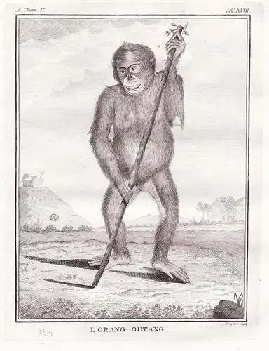 L'Orang-Outang - Affe Affen / Orang Utan / Orangutan / monkey primate Tiere animal
