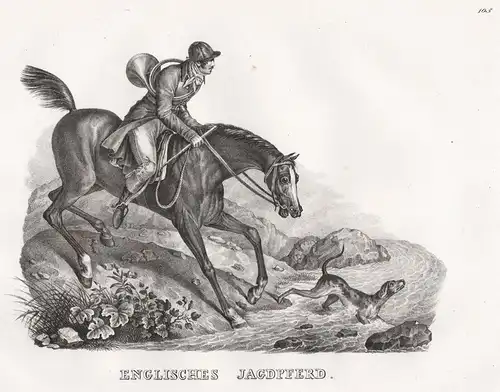 Englisches Jagdpferd - English hunting horse / Jagdpferd / Pferd / horses