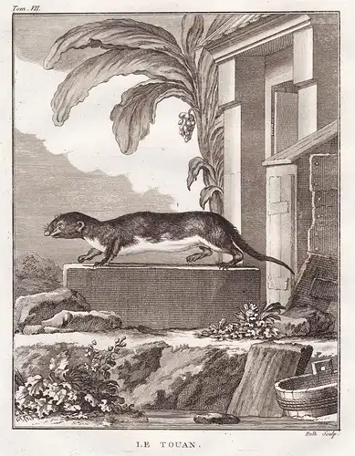 Le Touan - Marder Mustelidae Wiesel weasel / Raubtiere predators / Tiere animals