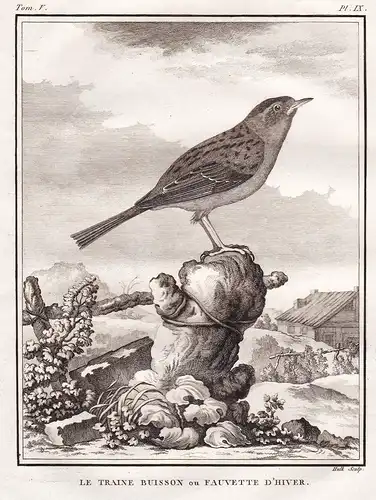 Le Traine Buisson ou Fauvette D'Hiver -  Brachpieper Tawny pipit  / Vögel Vogel bird birds oiseaux oiseau / Ti