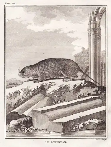 Le Scherman - Ratten Ratte Rattus rats Maus mouse / Tiere animals