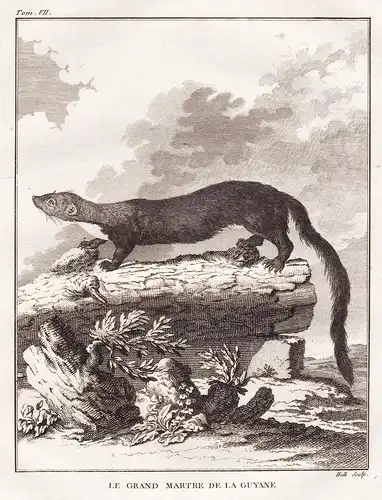 Le Grand Martre de la Guyane - Langschwanzwiesel Wiesel weasel / Raubtiere predators / Tiere animals