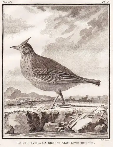 Le Cochevis ou la grosse Alouette Huppee - Lerche Larks Lerchen / Vögel Vogel bird birds / Tiere animals