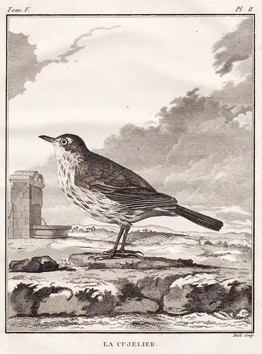 La Cujelier - Vögel Vogel bird birds / Tiere animals