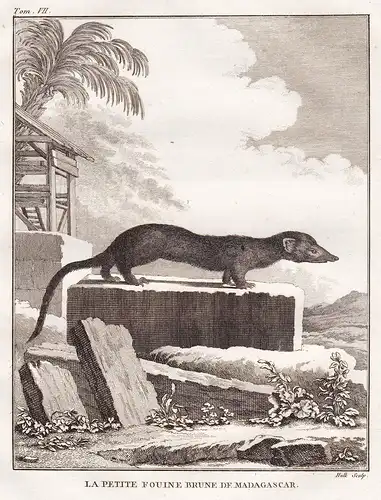 La Petite Fouine Brune de Madagascar - Wiesel weasel / Raubtiere predators / Tiere animals