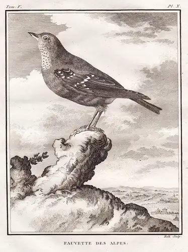 Fauvette des Alpes -  Alpenbraunelle Prunella collaris Sylviidae Singvogel / Vögel Vogel bird birds oiseaux oi