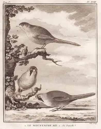 Le Moustache -  Vögel Vogel bird birds oiseaux oiseau / Tiere animals