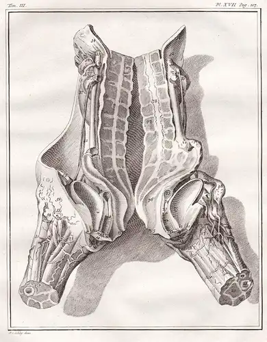 Pl. XVII - Mensch person / anatomy Anatomie / Medizin medicine