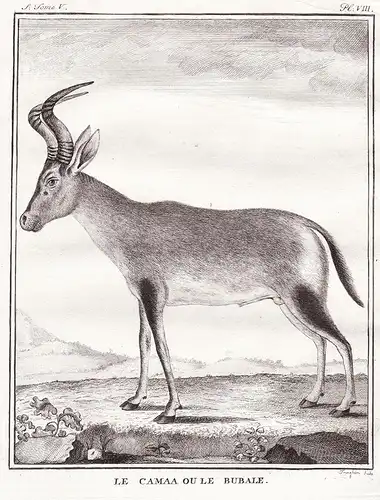 Le Camaa ou le Bubale - Antilope antelope Kuhantilope / Africa Afrika / Tiere animals animaux