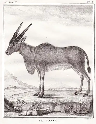 Le Canna - Antilope antelope Kuhantilope / Africa Afrika / Tiere animals animaux