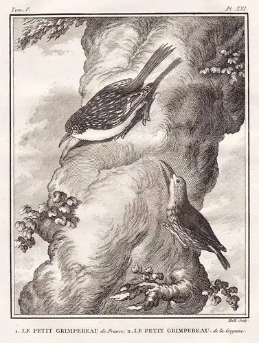 La petit Grimpereau - Le petit Grimereau -  Gartenbaumläufer short-toed treecreeper / Vögel Vogel bird birds o