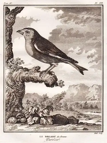 Le Bruant Verclier - Ammer Ammern Bunting / Vögel Vogel bird birds oiseaux oiseau / Tiere animals