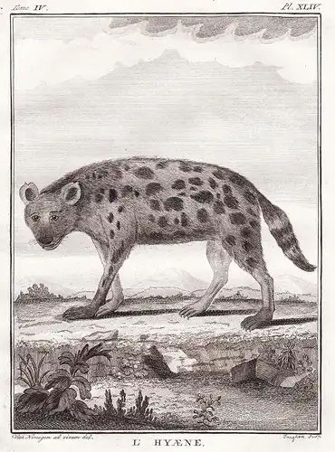 L' Hyaene - Hyäne Hyena hyaenas / Afrika Africa / Raubtier predator / Tiere animals animaux