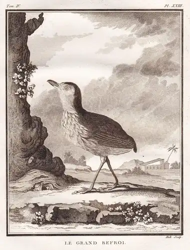 Le Grand Befroi - Vögel Vogel bird birds oiseaux oiseau / Tiere animals
