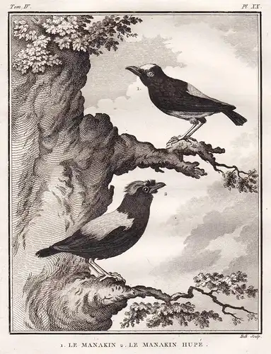 Le Manakin - Le Manakin Hupe - Schnurrvögel Manakin Pipridae Pipra / Vögel Vogel bird birds oiseaux oiseau / T