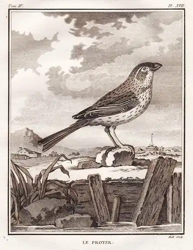 Le Proyer - Grauammer corn bunting / Ammer Ammern Bunting / Vögel Vogel bird birds oiseaux oiseau / Tiere anim