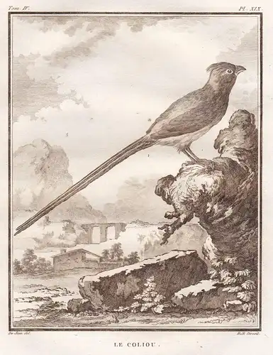 Le Coliou - Vögel Vogel bird birds oiseaux oiseau / Tiere animals