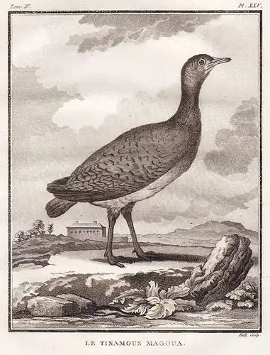 Le Tinamous Magoua - Vögel Vogel bird birds oiseaux oiseau / Tiere animals