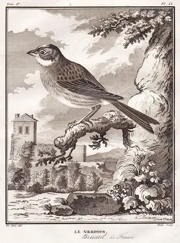 Le Verdier - Bruant de France - Ammer Ammern Bunting / Vögel Vogel bird birds oiseaux oiseau / Tiere animals