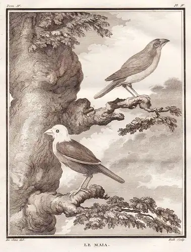 Le Maia - Vögel Vogel bird birds oiseaux oiseau / Tiere animals