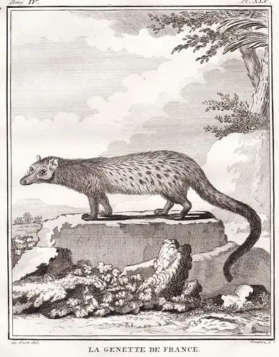 La Genette de France - Ginsterkatzen Genet Genetta Katze cat / Raubtier predator / Tiere animals animaux