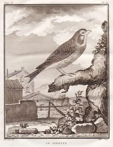 Le Linotte -  Bluthänfling linnet Hänfling Flachsfink / Vögel Vogel bird birds oiseaux oiseau / Tiere animals