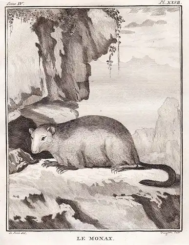 Le Monax - Murmeltier Marmot Marmotte Munggen / Tiere animals animaux