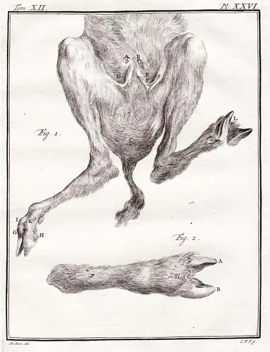 Pl. XXVI - Gazelle / paws Pfoten / Tiere animals animaux