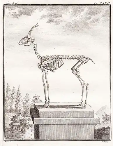 Pl. XXXII - Antelope corinna / Antilope / Skelett skeleton / Tiere animals animaux