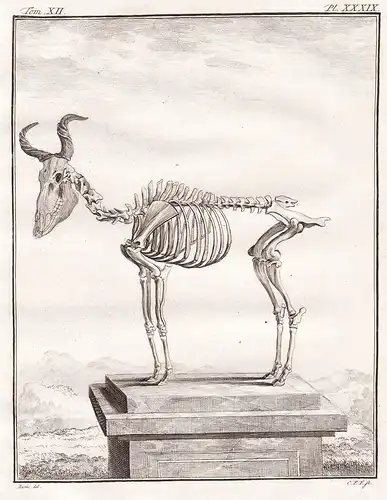 Pl. XXXIX - Bubale Hartebeest Antilope Skelett skeleton / Tiere animals animaux