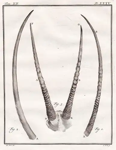 Pl. XXXIII - Geweih antlers / Jagd hunting / Tiere animals animaux