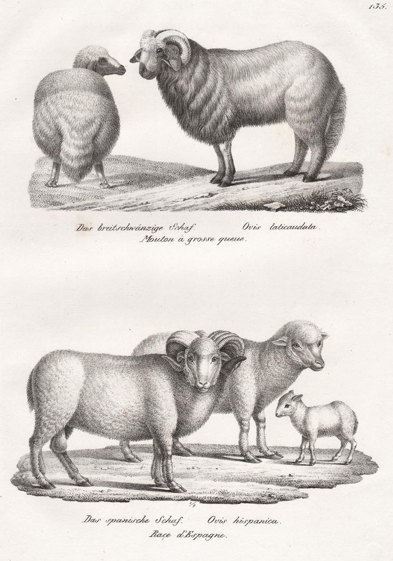 Das breitschwänzige Schaf / Das spanische Schaf Broadtailed sheep