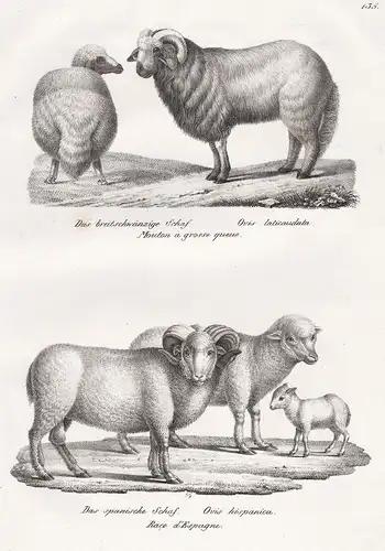 Das breitschwänzige Schaf / Das spanische Schaf - Broad-tailed sheep Schaf Schafe / Spanish sheep / Tiere anim