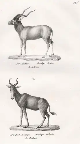 Der Addax. / Die Kuh-Antilope - white antelope Mendesantilope / Kuhantilopen Alcelaphinae Antilope / Tiere ani