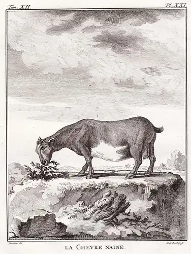 La chevre Naine - Zwergziege dwarf goat Ziege / Tiere animals animaux