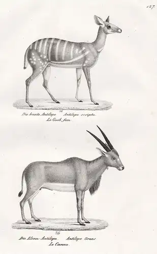 Die bunte Antilope / Die Elenn-Antilope - Harnessed bushbuck Buschbock  / Antilope / Tiere animals / Zoologie